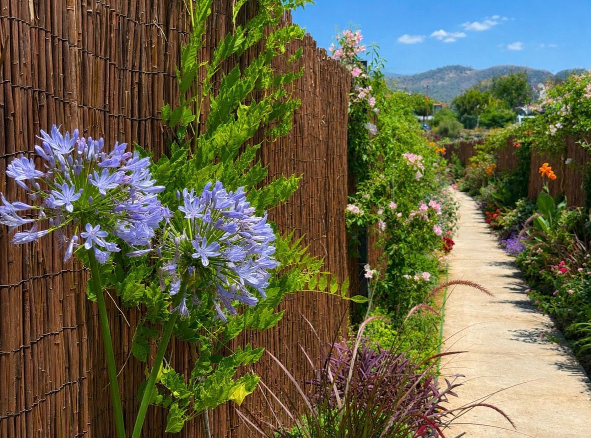 Garden path lined with agapanthus and climbing roses, the hills above Fethiye in the distance.